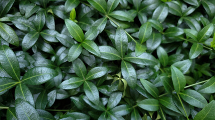 Close up of green leaves background