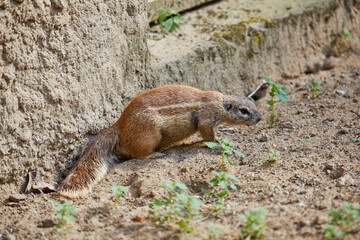 Cute Cape Ground Squirrel in the zoo.