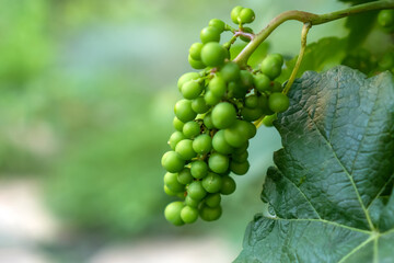 Green unripe grapes on a branch in the garden against the background of foliage.