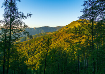 Fototapeta premium autumn in the mountains