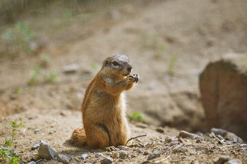 Naklejka na ściany i meble Cute Cape Ground Squirrel in the zoo.