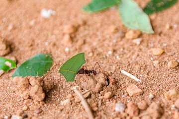 Sauva ant carrying green leaf to the nest, isolated in selective focus with blurred background