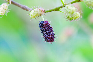 Ripe blackberry on the branch next to others still green, in selective focus with blurred background