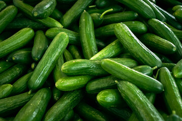 Lots of green medium sized cucumbers. Food photography template for menus, recipes books and magazines.