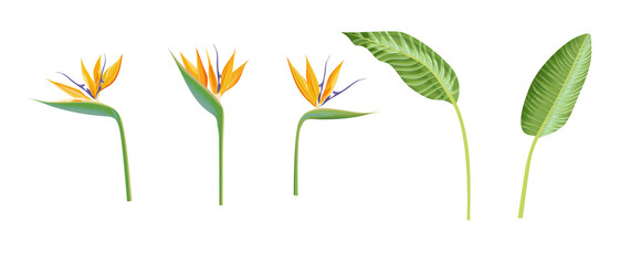 Strelitzia Reginae flower collection. Green leaves, orange and violet blossom design set. Tropical plant Crane or bird of paradise. Realistic Vector illustration isolated on white background.