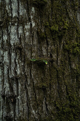 bark of a tree
