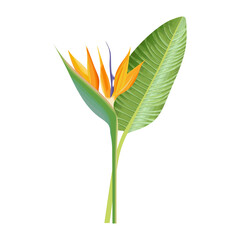 Strelitzia Reginae flower. Green leaf, orange and violet blossom. Tropical plant Crane flower or bird of paradise. Floral botanical Realistic Vector illustration isolated on white background.