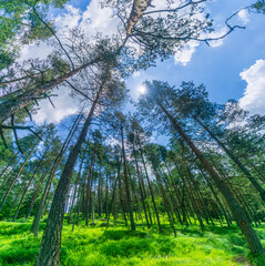 Fototapeta premium Forest