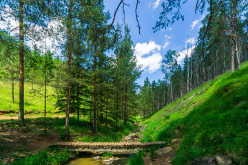 Fototapeta premium Forest