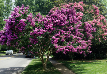 Fototapeta na wymiar Raspberry colored crepe myrtle tree in Virginia residential neighborhood
