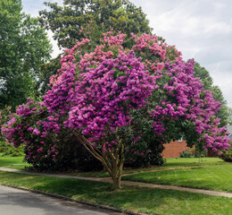 Naklejka premium Raspberry colored crepe myrtle tree in Virginia residential neighborhood