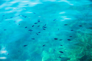 shallow blue sea with lots of small fish, turquoise water