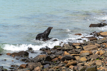 Sea lion at the coast of Owaka Peninsula, New Zealand