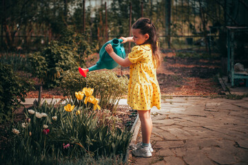 a five-year-old girl in a yellow dress waters yellow tulips from a watering can in the garden in...