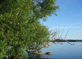 Willow