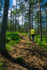 Obraz premium person walking a dog in the forest
