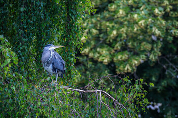 Grey heron bird 