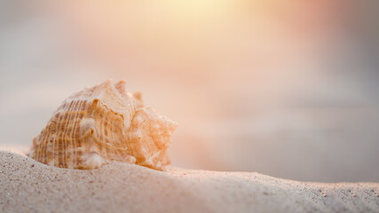 Golden sunset on seashore. shell ashore in waves of sea in sunset.