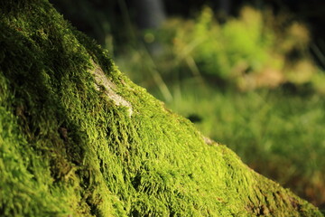 Moos an einem Baum am Morgen