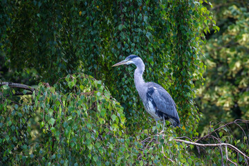 Grey heron 