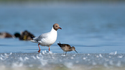 bird, möve, gull, meer, tier, natur, wasser, beach, ozean, 