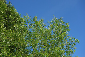 Foliage