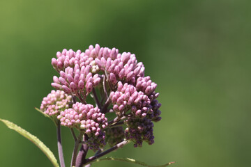 Pink Marsh flower growing wild