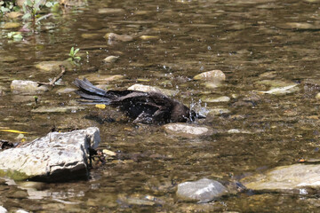 Juvenile Grackle bathing in the river on summer day