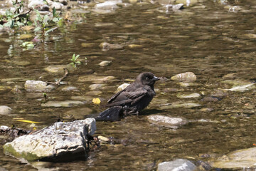 Juvenile Grackle bathing in the river on summer day