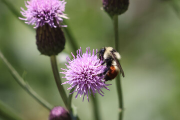 Red tailed Bumblebee on prickle branch collecting pollen and nectar
