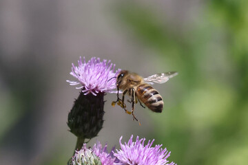 Honeybee on prickle collecting pollen