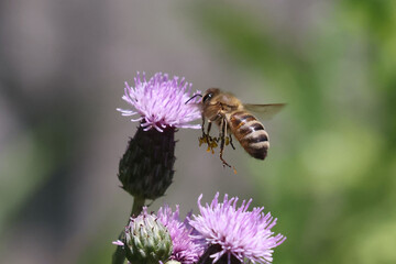 Honeybee on prickle collecting pollen