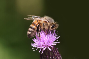 Honeybee on prickle collecting pollen