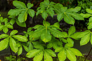 Fototapeta na wymiar 雨に濡れる緑の大きな葉