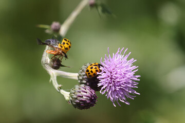 Honeybee on prickle collecting pollen