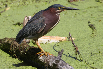 Green Heron wading in swamp looking for minnows on summer day
