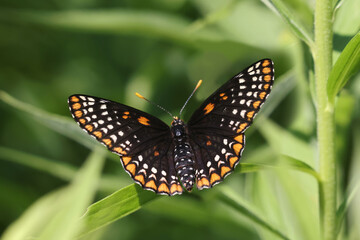 Baltimore Checkersport Butterfly landing on plants
