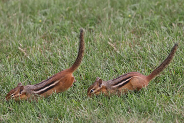 Chipmunk chasing other one in the grass on rainy day