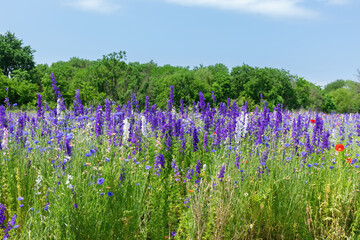 Naklejka premium Meadow full of purple Larkspur flowers in bloom.