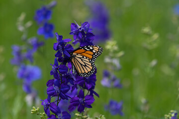Bright orange Monarch butterfly on a purple Larkspur flower