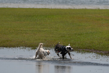 Two dogs playing in a puddle near the shore of a lake