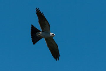 Mississippi Kite flying gracefully through a blue sky