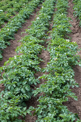 Fototapeta na wymiar Field with flourishing potato plants. Healthy food.