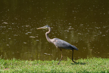 Obraz premium Great Blue Heron marching along the shore of a pond