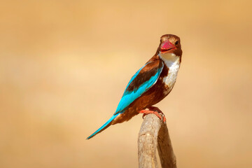 White throated Kingfisher. Yellow nature background. 