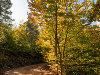 Hojas marrones en los árboles del camino con colores de otoño en el bosque del Montseny, Cataluña  2019