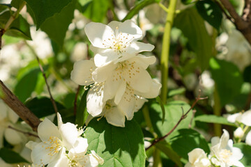 Jasmine flower beautifully blooming in the garden. Branch with white flowers close up.