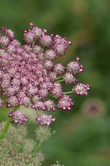 Wild carrots flowers, daucus carota blooming dark pink