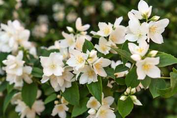 Jasmine flowers beautifully blooming in the garden.