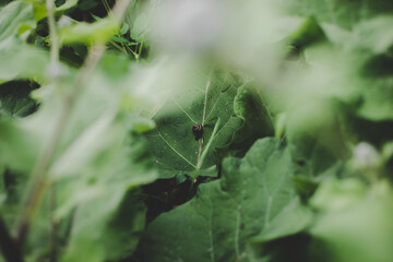Brown snail on a lush green burdock leaf, close up, soft focus.